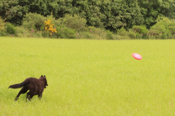 des Gardiens de l'Hermine - Partager un loisir avec son chien : le Frisbee !