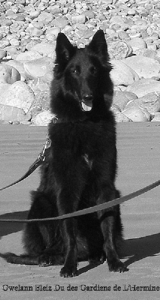 Gwelann bleiz du des Gardiens de l'Hermine