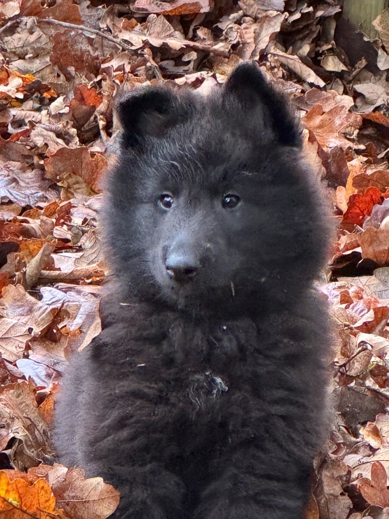 Premières sorties pour les petits ( 8ème semaine)